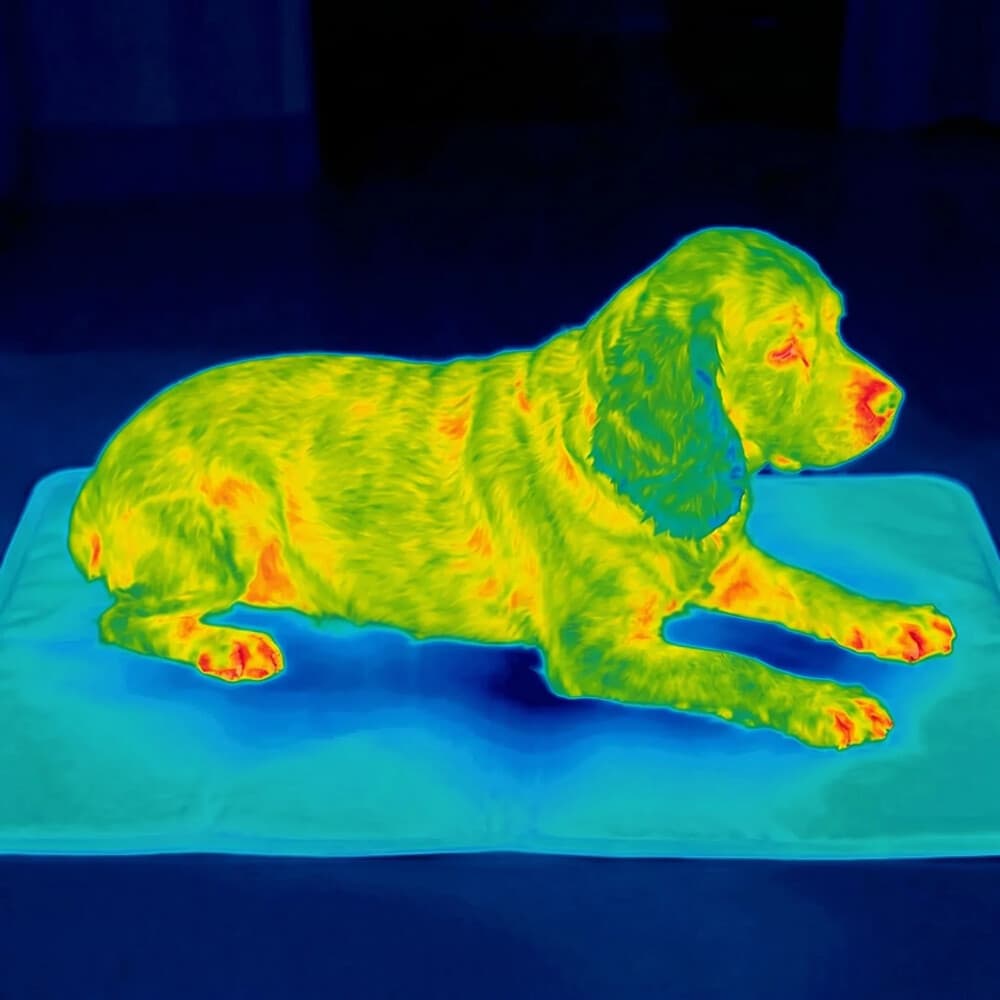 Pies na macie chłodzącej — normalna temperatura